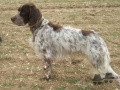 Setter Anglais RADENTIS GIUDA Setter Anglais RADENTIS GIUDA